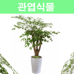 ������ ī�װ��� #1