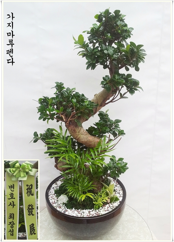 強 ֹԴϴ